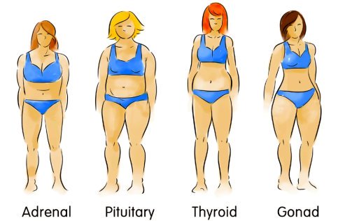 What is my Body Type?-The Body Type Diet